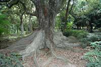 The largest buttress tree (the looking-glass tree) in Taiwan