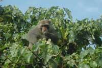 Taiwan Macaque foraging on the canopy of tree