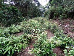 Scion garden of Cinnamomum kanehirae