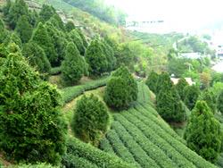 Tea garden interplanting Calocedrus formosana