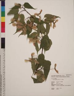 Specimens deposited in the herbarium providing the evidence of climate change affecting plant phenology