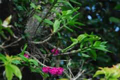 conservation of a rare plant, Dendrobium miyakei