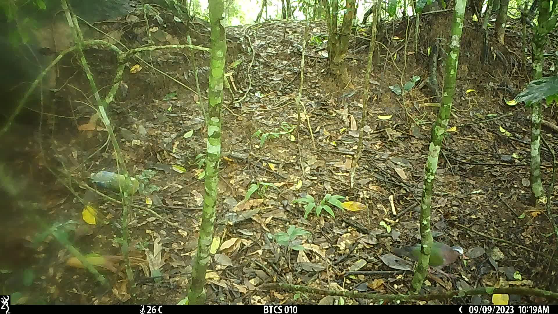 覓食
