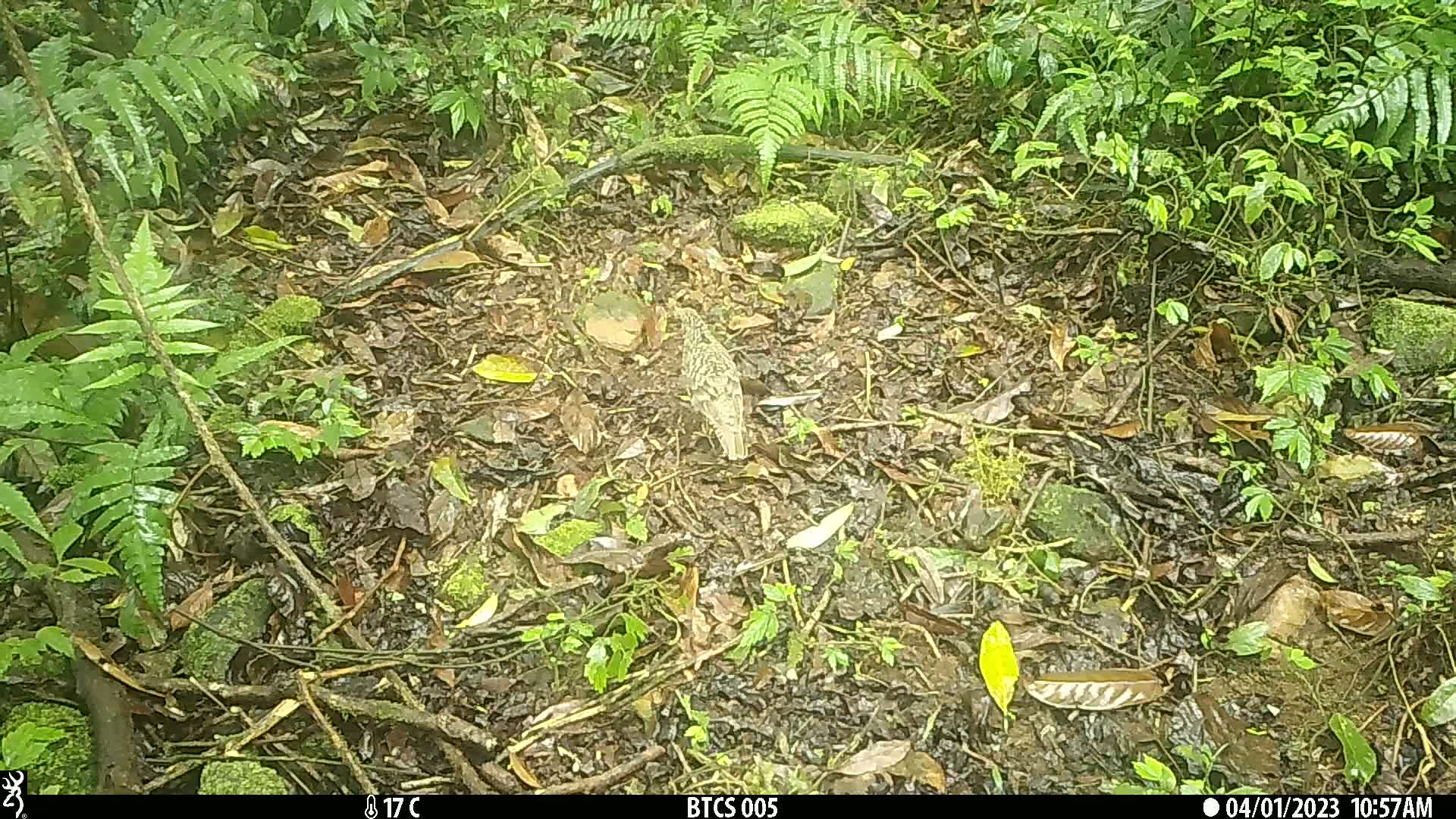 覓食