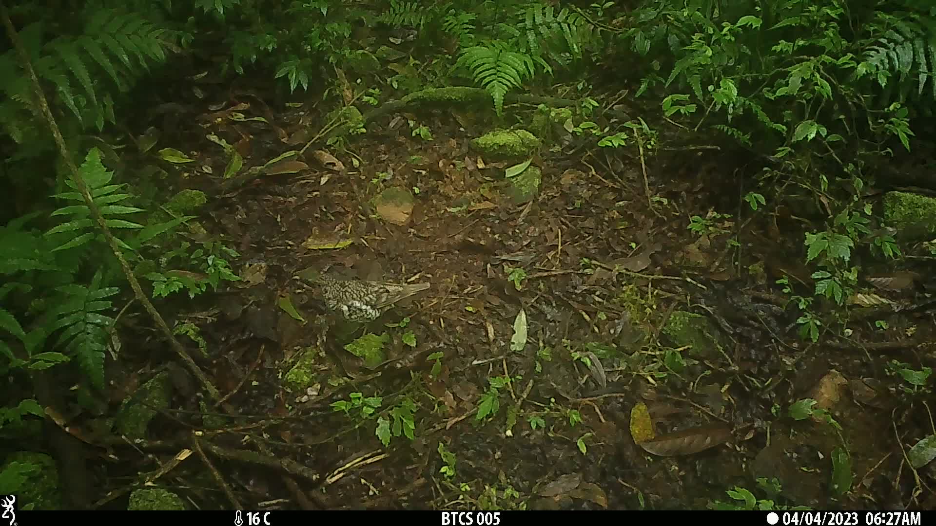覓食