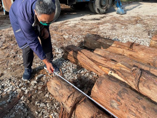 臺灣杉疏伐木製材前檢尺作業。(李志璇 提供)