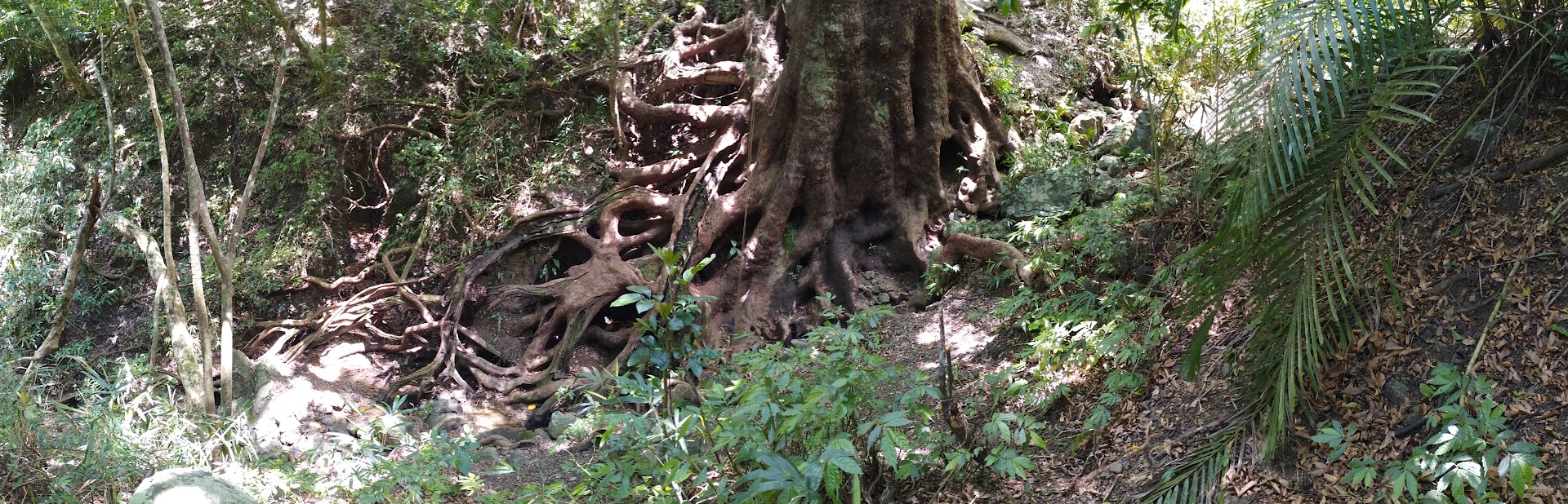 恆春試驗林高士佛試驗地中，根盤圓周達48公尺的茄苳巨木。