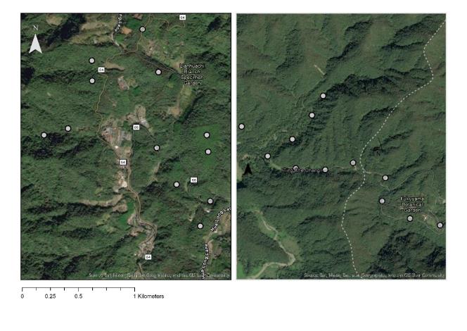 5. 於蓮華池試驗林(左)和福山試驗林(右)鳥類調查樣點(灰色圓圈)之分布。