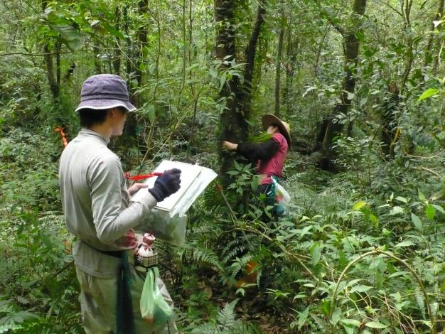 調查人員在森林動態樣區中進行樹木普查工作(蘇聲欣 攝)