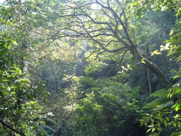 天然闊葉森林內繁複的物種組成與空間結構(蘇聲欣 攝)