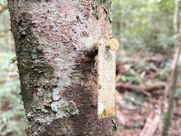 長葉木薑子吐鋁牌_鳳崗林道山茶樣區_20231130_07.JPG