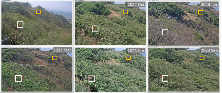 圖3 框選位置之物候變化示意圖。黃框是常綠樹種-相思樹；白框是落葉樹種-野桐。資料時間自2022年10月至2023年10月，歷時13個月。