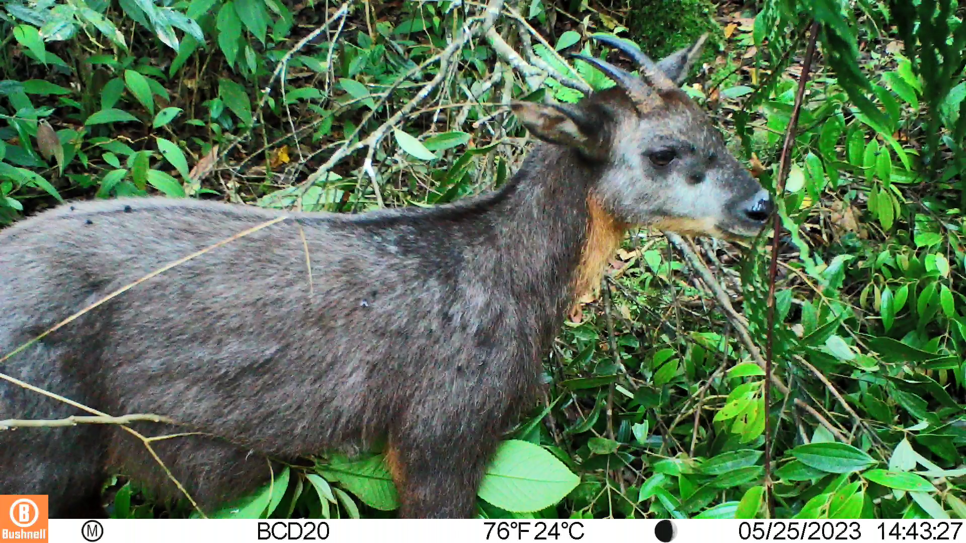 3. FC014 05250012 台灣山羊