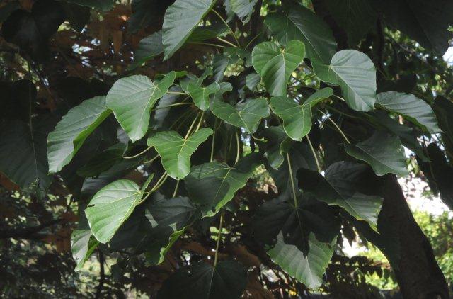 台北植物園好花共賞系列54-菲律賓油桐