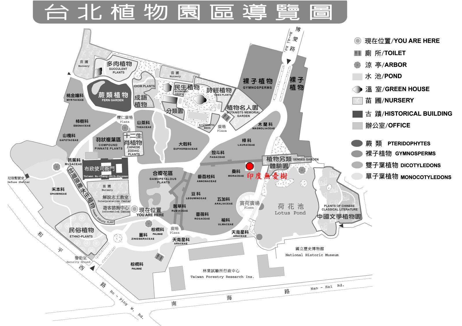印度無憂樹-台北植物園位置圖