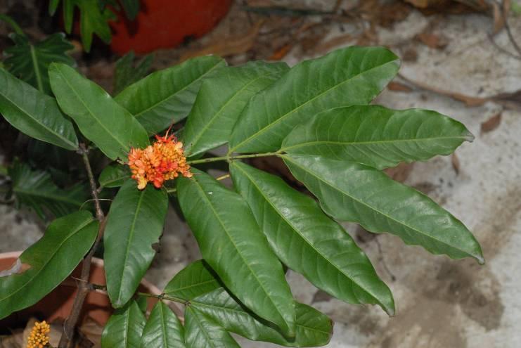 印度無憂樹的葉枝（攝於台北植物園）