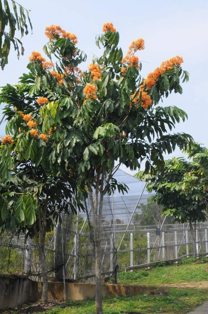 中國無憂樹植株（攝於埔里）