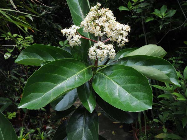 日本珊瑚樹的花-攝於台北植物園14區苗圃
