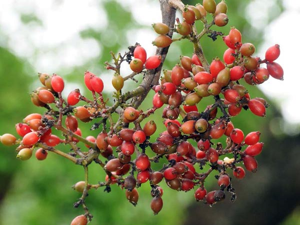 日本珊瑚樹的果-攝於台北植物園14區苗圃