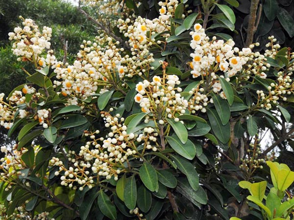 蘭嶼胡桐開花-攝於台東森林公園