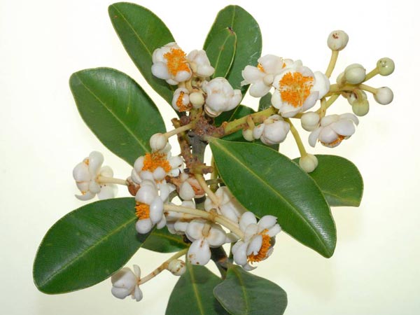 花瓣 5 枚-攝於台東卑南文化公園