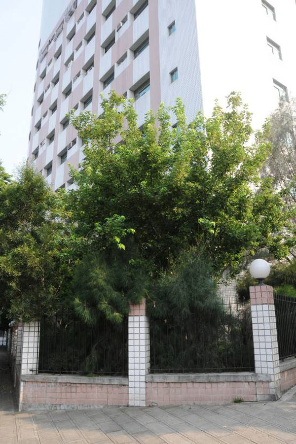森林保育大樓欄杆內之台北楓(結實)