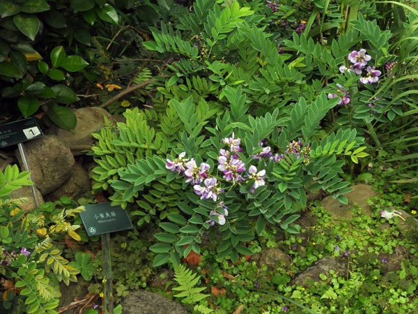 小葉魚藤植株-攝於台北植物園原生植物展示區