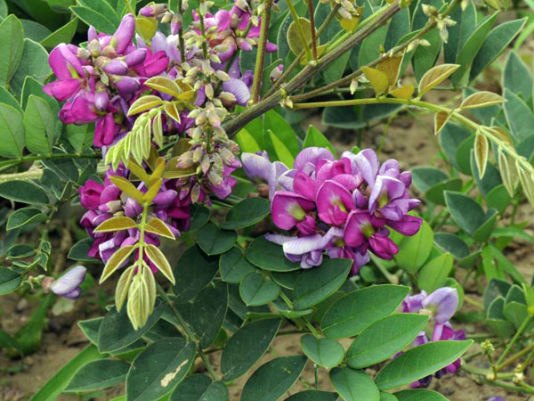 小葉魚藤的花-攝於林試所恒春研究中心港口工作站