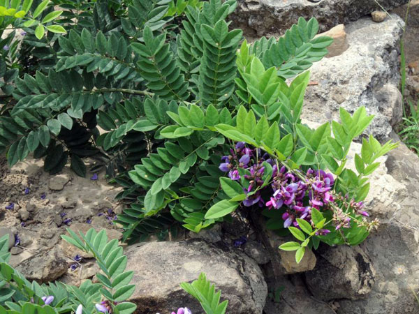 葉互生，羽狀複葉-攝於林試所恒春研究中心港口工作站