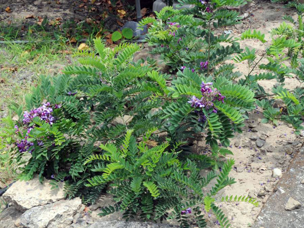 小葉魚藤為高1~2 m灌木，莖斜立-攝於林試所恒春研究中心港口工作站