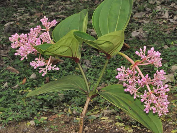 多花野牡丹藤植株，攝於台北植物園特展區