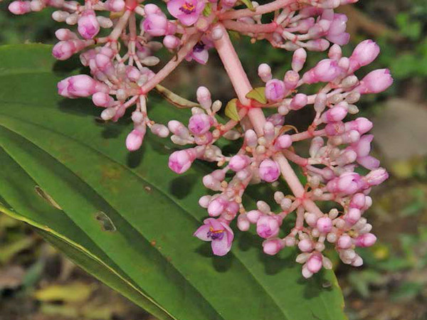 多花野牡丹藤之繖形圓錐狀花序，攝於台北植物園特展區