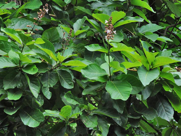 澳洲石梓葉枝-2011.10.12攝於台北植物園合瓣花區