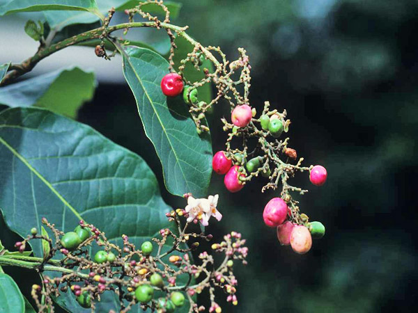 澳洲石梓果枝-2011.10.12攝於台北植物園合瓣花區