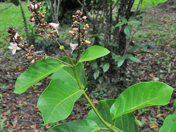 澳洲石梓花枝-2011.10.12攝於台北植物園合瓣花區