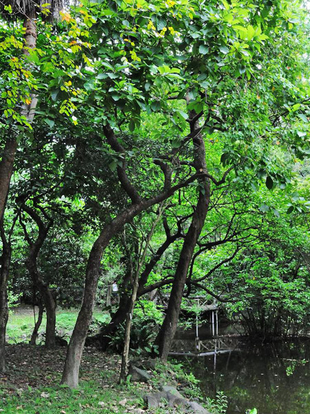 澳洲石梓植株-2011.10.12攝於台北植物園合瓣花區