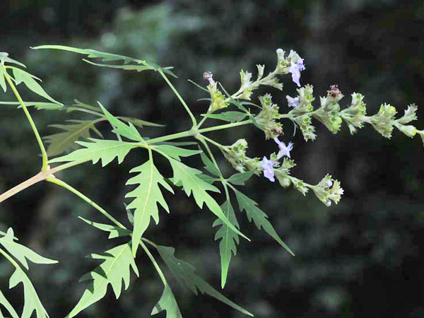 荊條花枝-100.10.24 攝於台北植物園詩經植物區