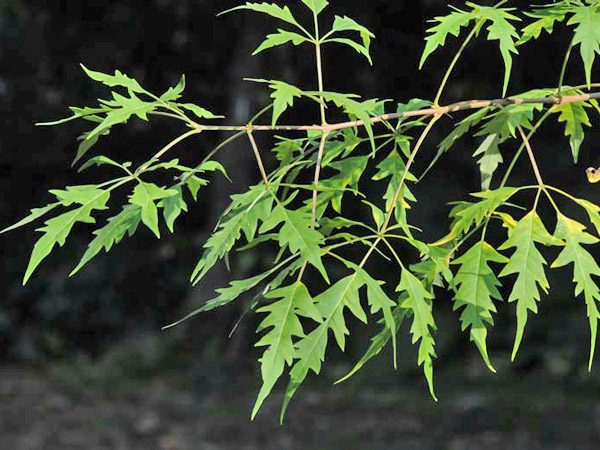 荊條枝葉-100.10.24 攝於台北植物園詩經植物區