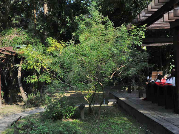 荊條植株-100.10.24 攝於台北植物園詩經植物區