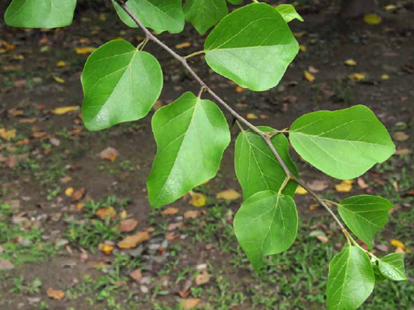 柘樹枝葉-100.10.10攝於詩經植物區