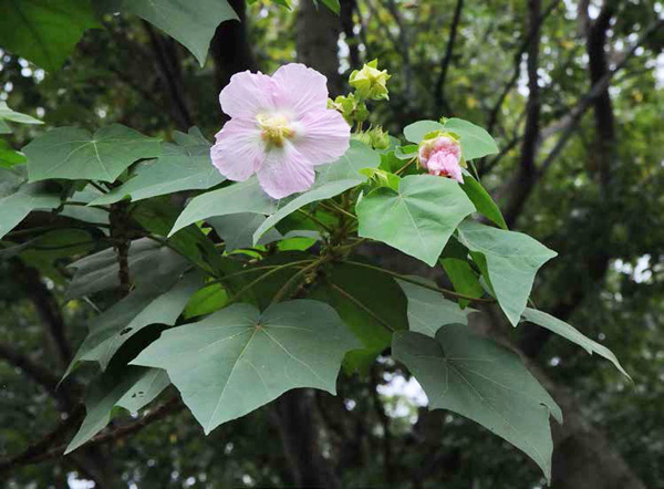 全緣葉美麗芙蓉花枝-攝於台北植物園民俗植物區