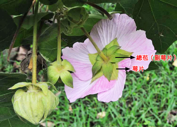全緣葉美麗芙蓉的總苞（副萼片）及萼片卵形