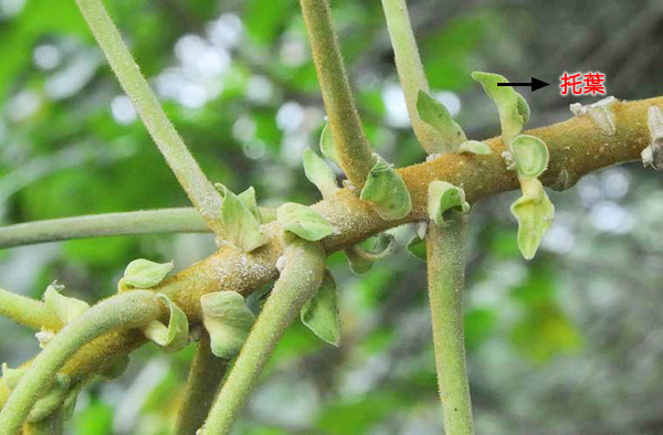 全緣葉美麗芙蓉的托葉卵形