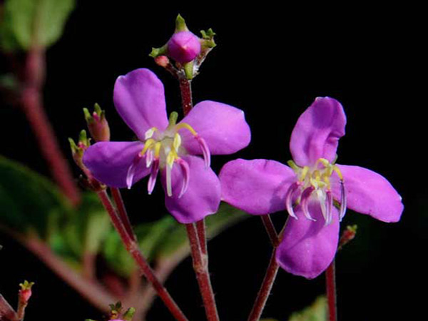 毛布勒德藤花近照-2011.11.23攝於林試所行政大樓