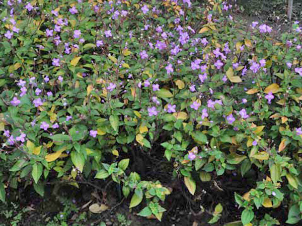 毛布勒德藤植株-2011.11.23攝於林試所行政大樓