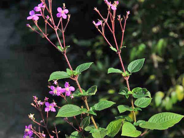 毛布勒德藤花枝-2011.11.23攝於台北植物園原生觀賞植物區
