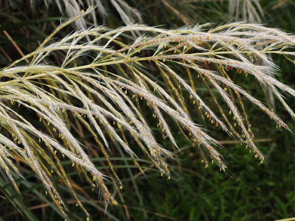 甜根子草的花序-2011.11.30 攝於台北植物園民俗植物區