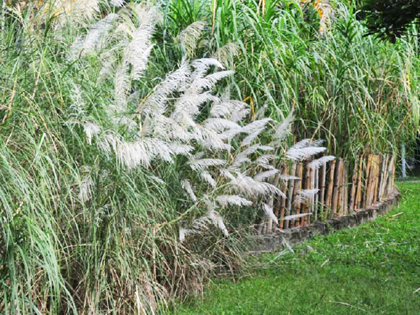 甜根子草植株-2011.11.30 攝於台北植物園民俗植物區