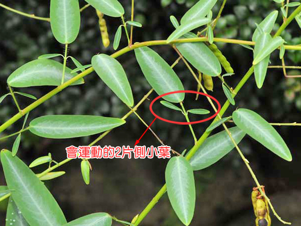 會運動的舞草側小葉-100.11.30攝於台灣原生觀賞植物區