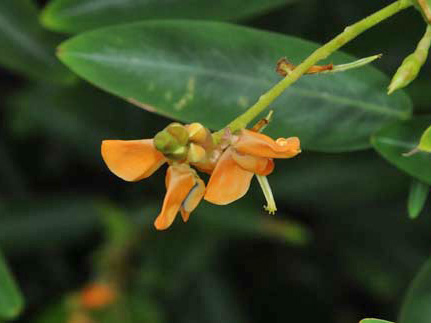 舞草的蝶形花-100.11.30攝攝於台灣原生觀賞植物區